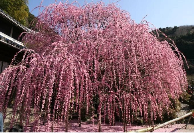Плакучая вишня фото Prunus mume pendula Conifers garden, Chinese garden, Prunus mume
