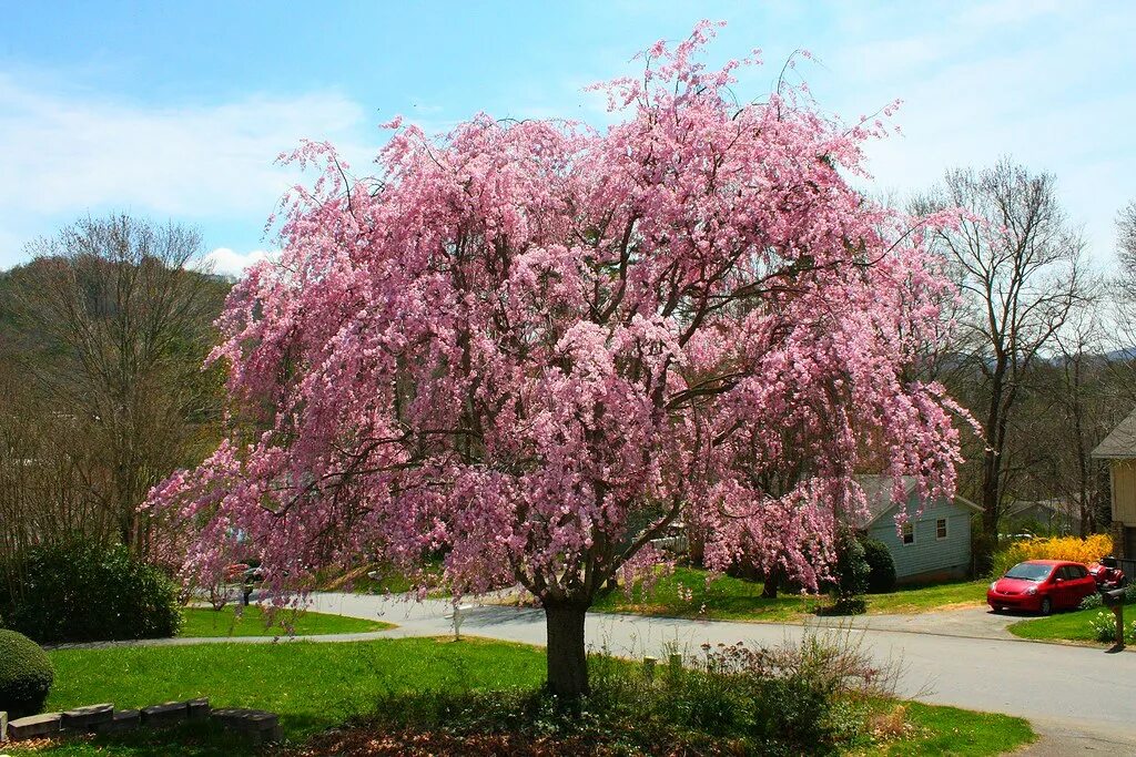 Плакучая вишня фото My Weeping Cherry Tree steviep187 Flickr