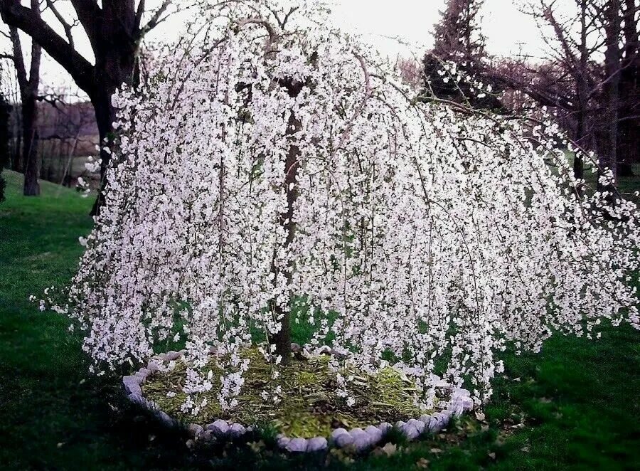 Плакучая вишня фото Плач вишневого дерева Prunus X yeodensis shidare Есино eBay