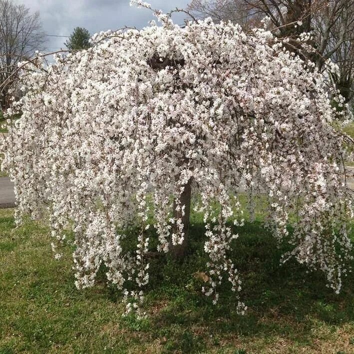 Плакучая вишня фото The Weeping Yoshino Cherry tree is an absolutely stunning addition to any landsc