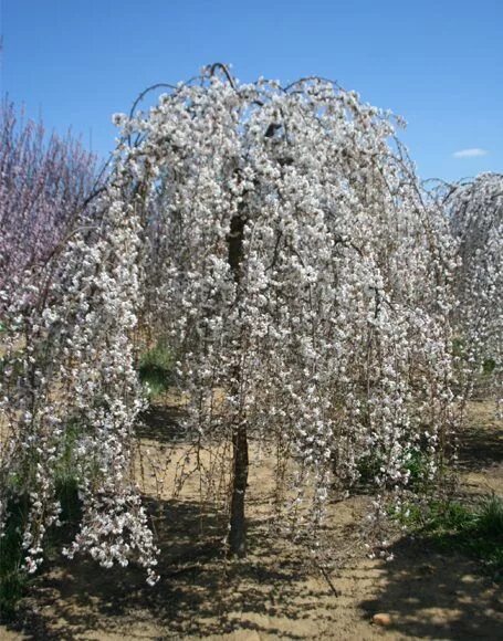 Плакучая вишня фото Prunus x 'Snofozam' GFT - Moon Nurseries Weeping cherry tree, Landscape nursery,