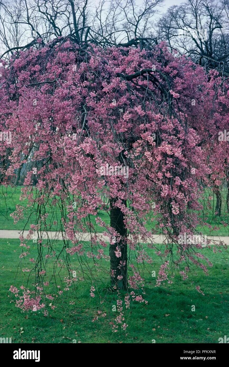 Плакучая вишня фото Prunus pendula rubra hi-res stock photography and images - Alamy