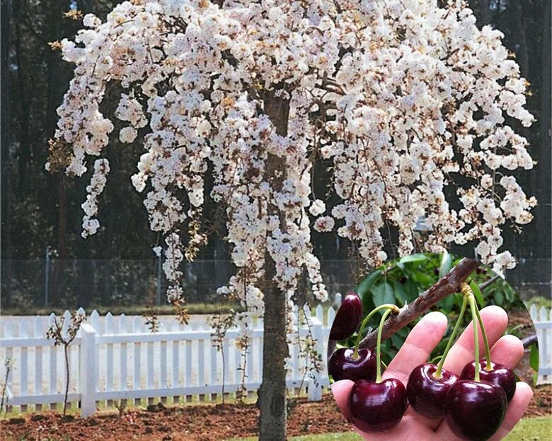 Плакучая вишня фото Купить Черешня плакучая "Веда" с доставкой почтой по Минску и Беларуси - БелАгро