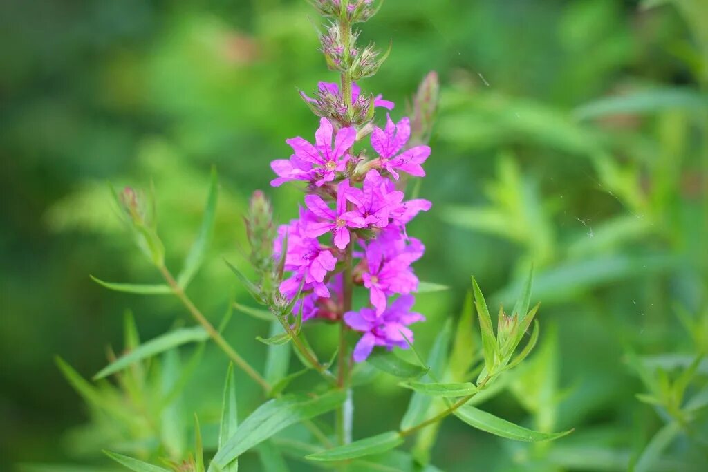 Плакун трава фото где растет purple loosestrife from New Bridgeville, PA on June 22, 2012 by John Beatty - iN