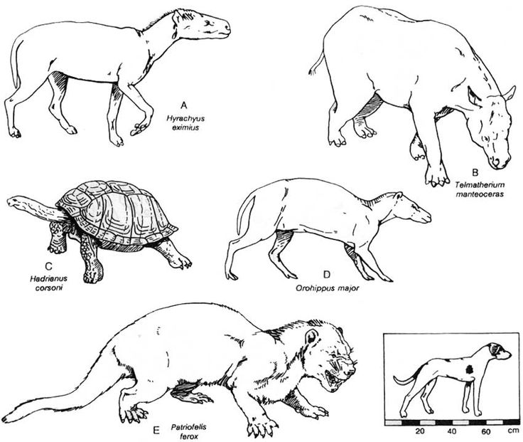 План картинки животные Reconstructions of middle-late Eocene (Bridgerian-Uintan) animals from the "Nut 