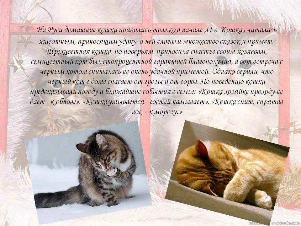 План своей сказки про домашнего питомца 2 Общий план рассказа о домашнем животном