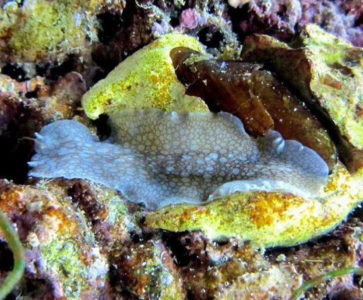 Планарии в морском аквариуме фото AQUAEL nano reef 30 - Страница 3 - AquaEl - МОРСКОЙ АКВАРИУМ - форум Аква Лого
