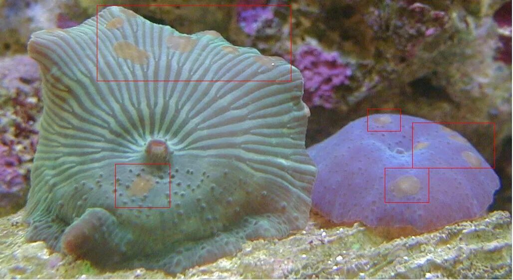 Планарии в морском аквариуме фото Мелкие коричневые планарии, методы борьбы - Страница 2 - Нежелательная живность 