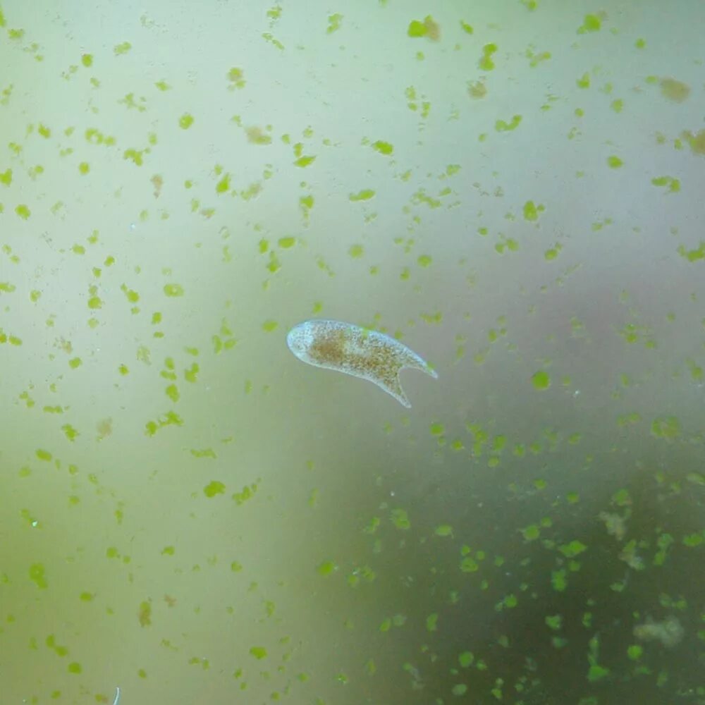 Планарии в морском аквариуме фото Dennerle Nano Marinus 60 - Страница 15 - Dennerle - МОРСКОЙ АКВАРИУМ - форум Акв
