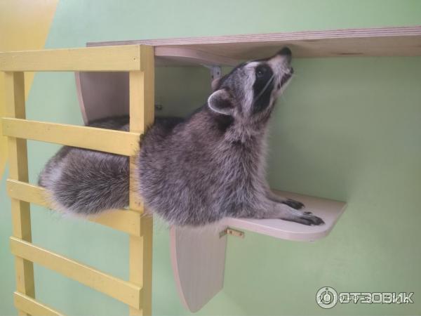 Планета енотов 42а поселок калинина фото Отзыв о Контактный зоопарк "Планета енотов" (Россия, Люберцы) если вам грустно-с