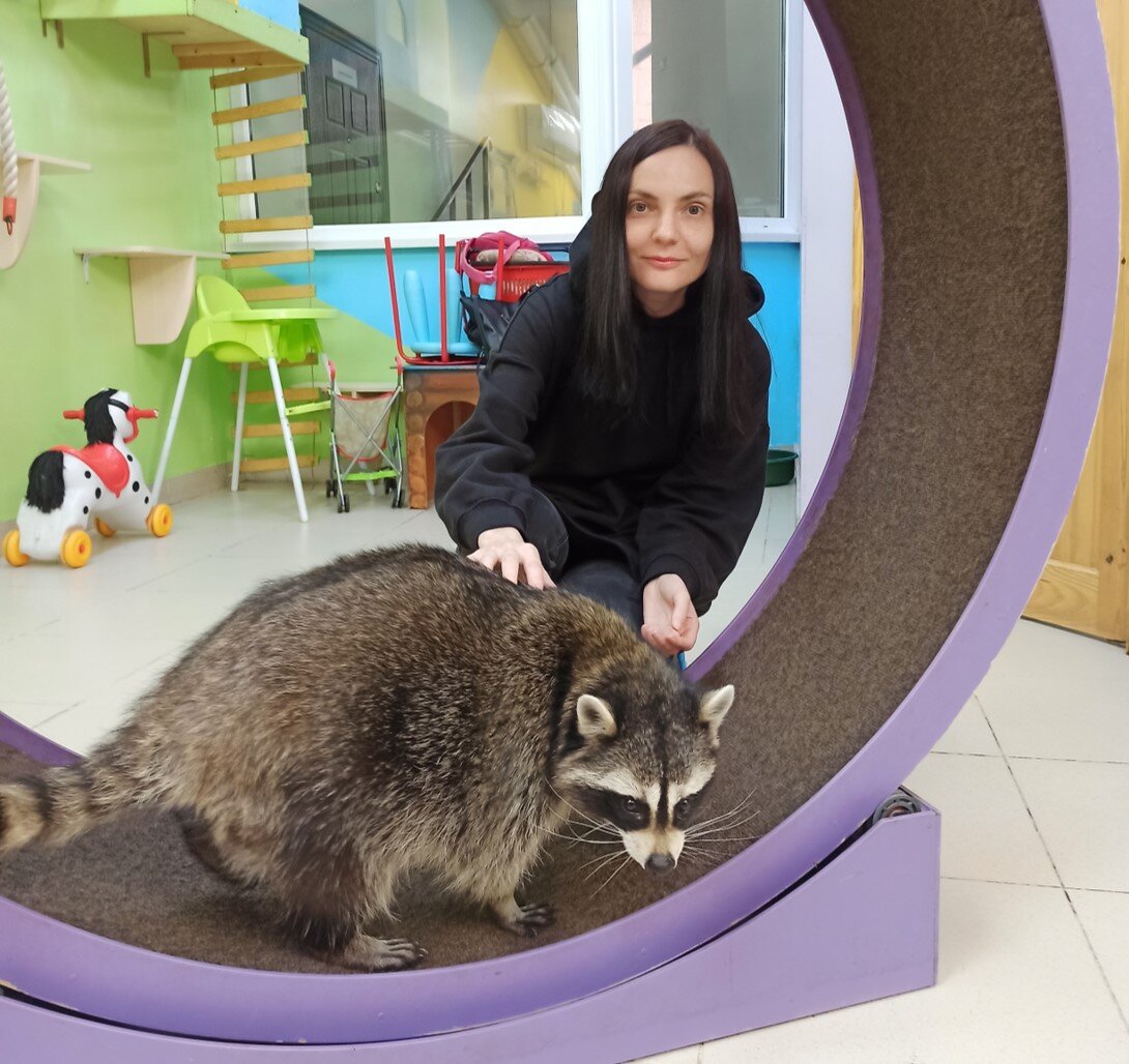 Планета енотов люберцы поселок калинина 42а фото Мой сеанс зоотерапии в Планете енотов в Люберцах СО СВЕТОЙ ВОКРУГ СВЕТА Дзен