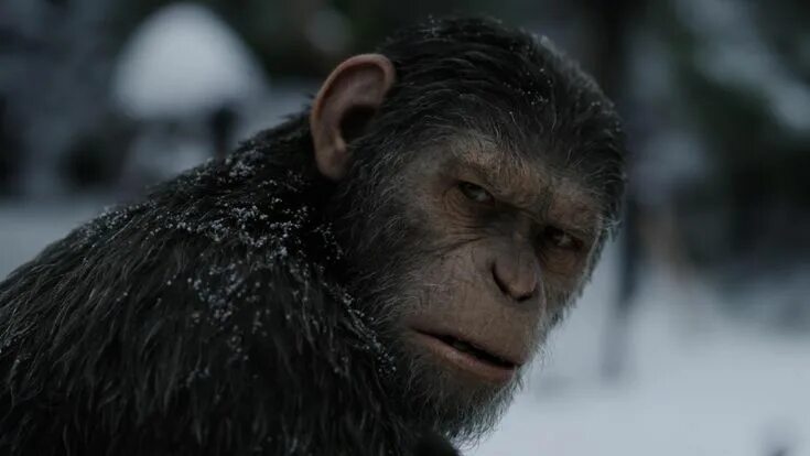Планета обезьян актеры фото Pin auf Archives Of The Apes