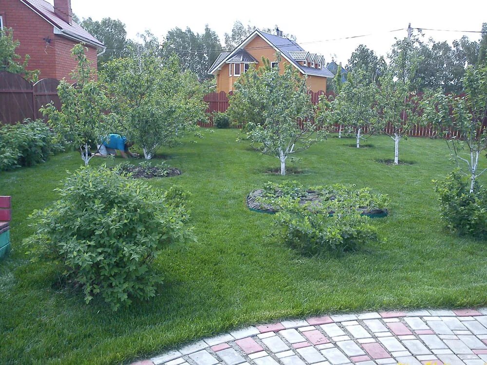 Планировка посадки кустарников на участке плодовых фото Плодовые деревья и кустарники - К.Ф.Х. "Турмасовский"