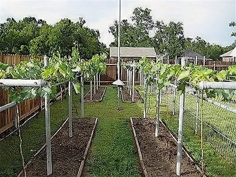 Планировка виноградника на участке Grape Growing Tips Grape plant, Growing vines, Growing grapes