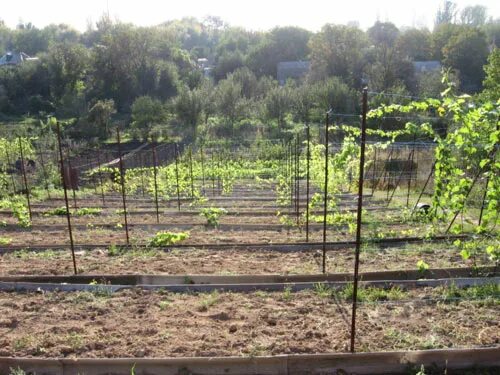 Планировка виноградника на участке Капельный полив на приусадебном участке