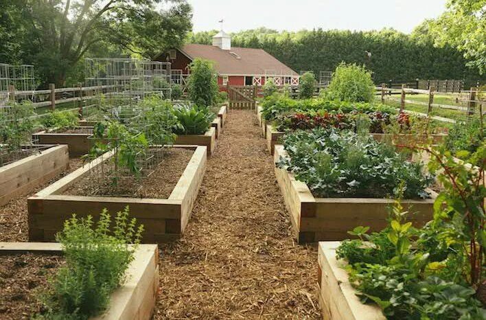 Планировка высоких грядок на участке Raised Bed Garden from A - Z What to Know joe gardener ® Vegetable garden raised