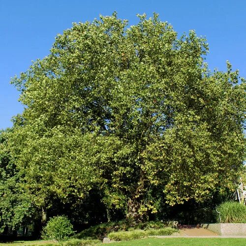 Платан дерево фото Платан кленолистный или гибридный (Platanus acerifolia (hybrida)),купить платан,