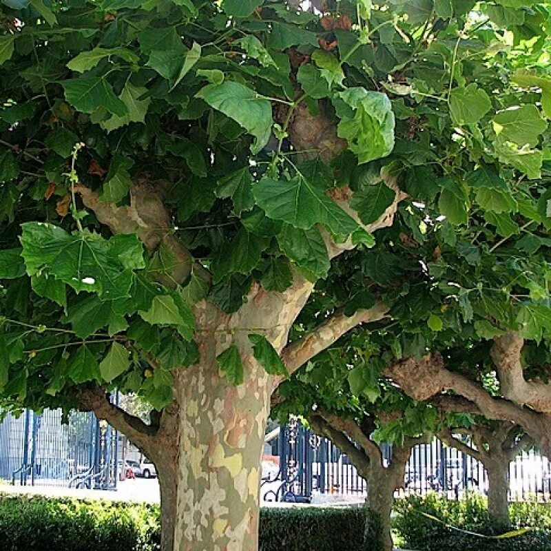 Платан дерево фото 30+ Platanus Acerifolia ( London Plane, Hybrid Plane Tree ) seeds