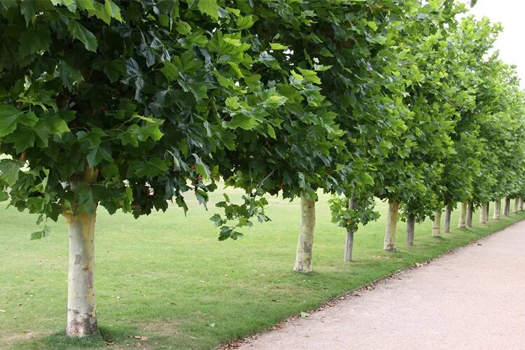 Платан дерево фото Платан испанский (Platanus hispanica) С3 - Питомник Летний сад