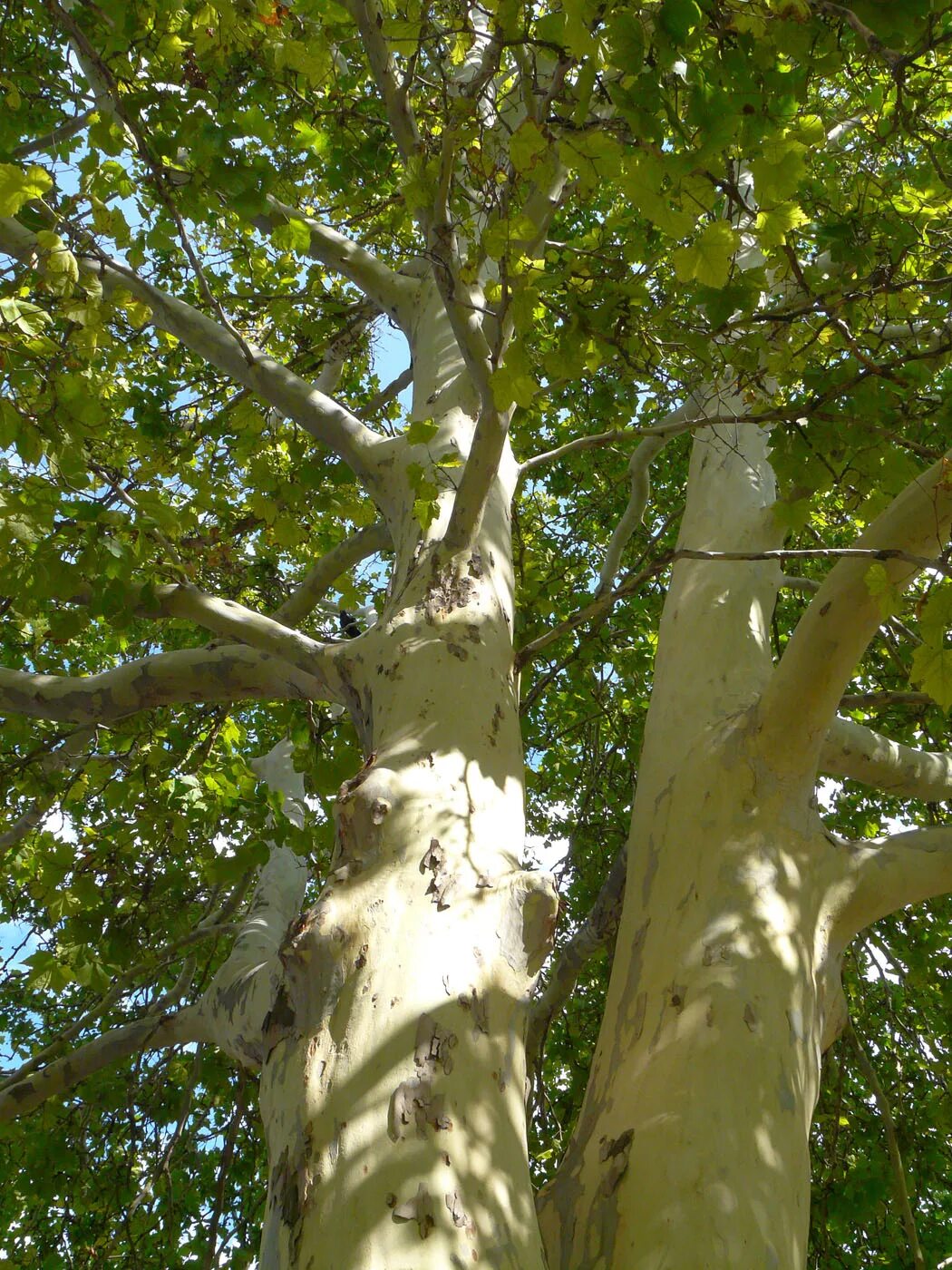 Платан дерево фото Platanus × acerifolia - Image of an specimen - Plantarium