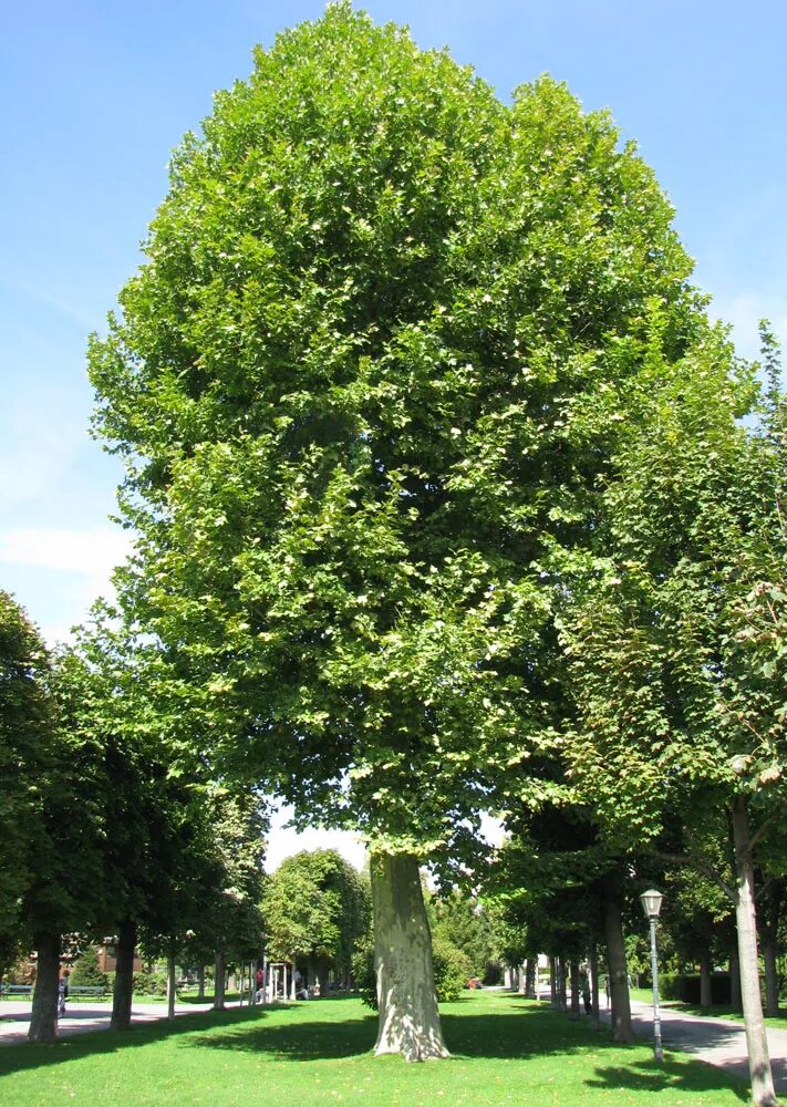 Платан дерево фото Platanus orientalis - Image of an specimen - Plantarium