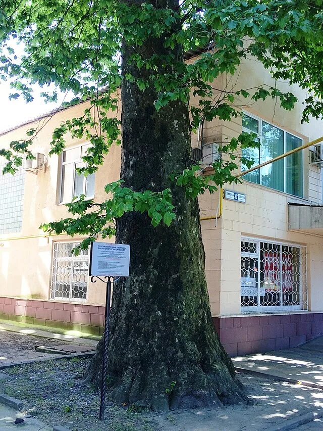Платан дерево сочи фото с описанием Файл:Platan Velikan Adler.jpg - Путеводитель Викигид Wikivoyage