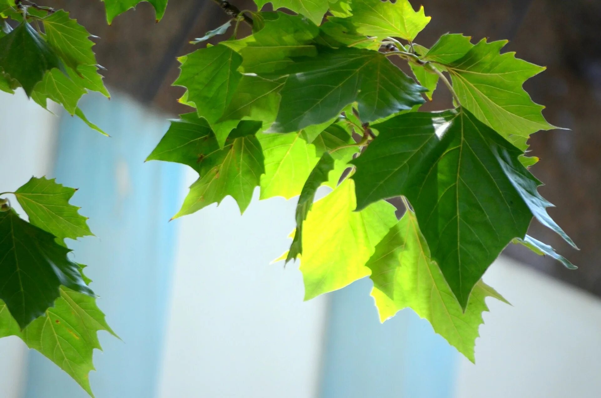 Платан листья как выглядят Download free photo of Leaves,leaf,tree,trees,sycamore - from needpix.com