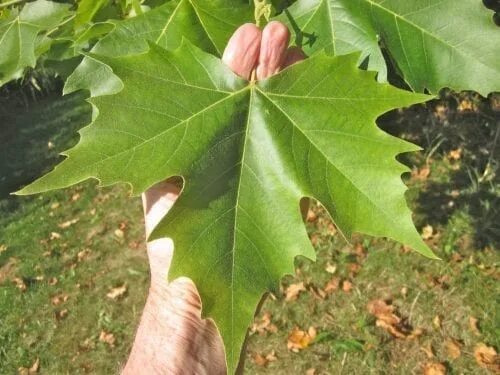 Платан листья как выглядят Broadleaf Leaf Key - Tree Guide UK - Broadleaf tree ID by leaf shape
