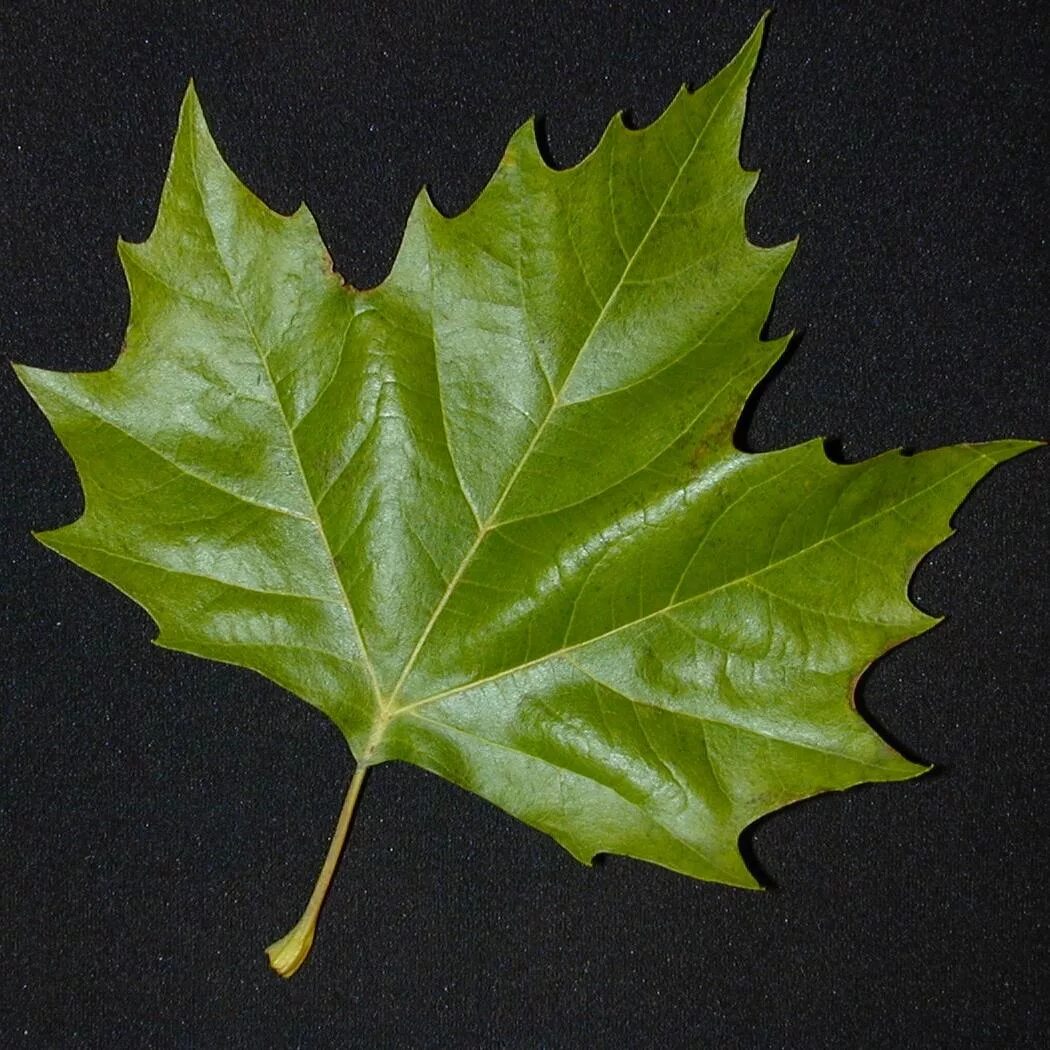 Платан листья как выглядят File:Platane.jpg - Wikimedia Commons