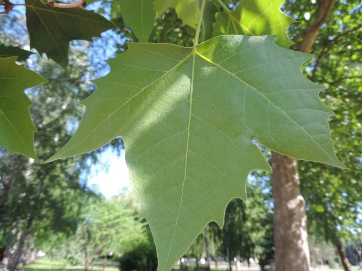 Платан листья как выглядят Platanus × acerifolia - Image of an specimen - Plantarium