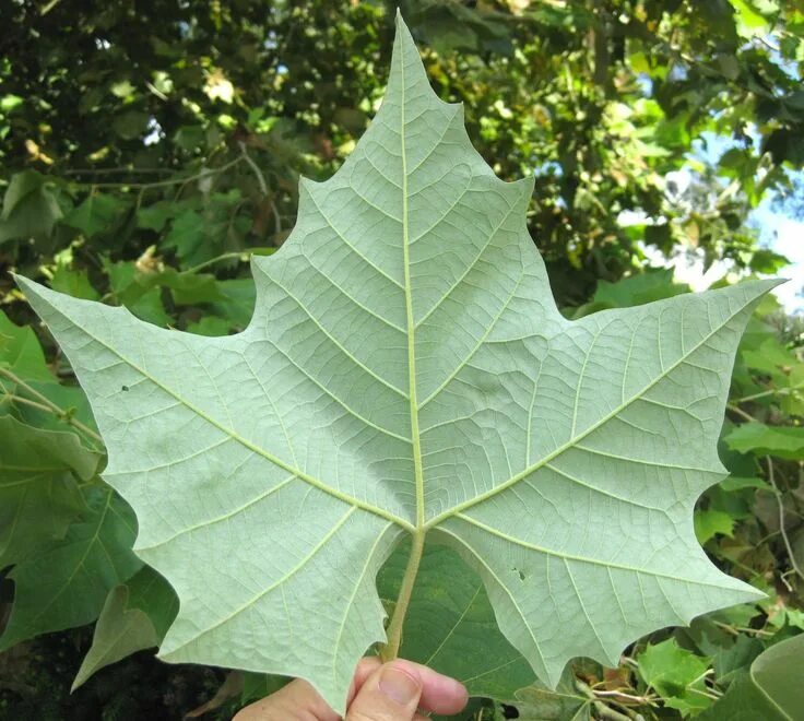 Платан листья как выглядят Mexican Sycamore - Platanus mexicana ... Sycamore leaf, Sycamore, Sycamore tree