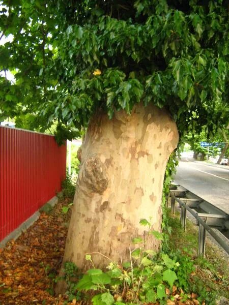 Платан сочи дерево фото Платан - Сочи