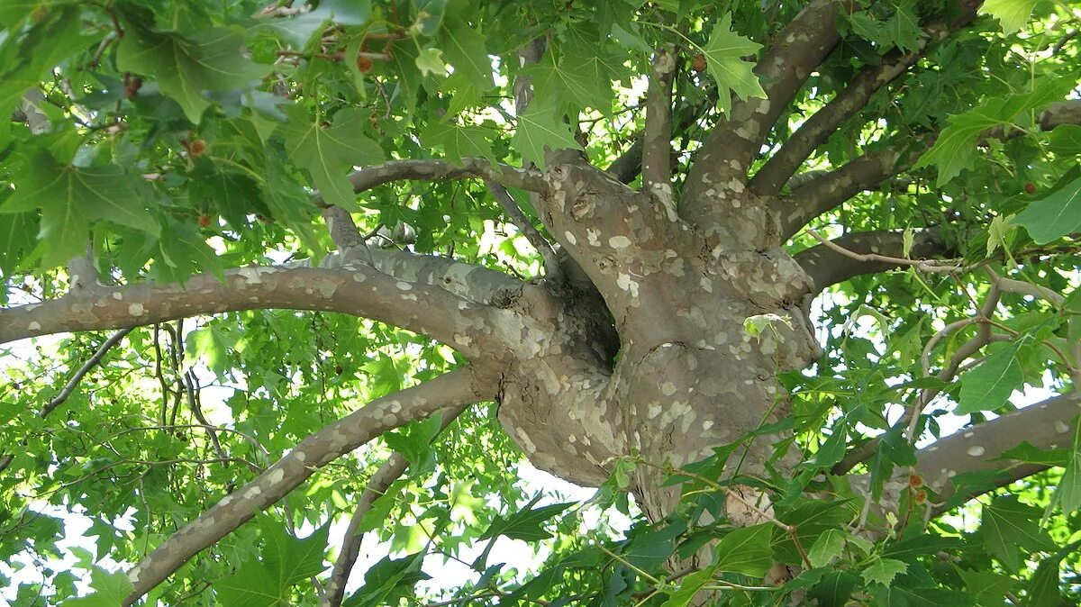 Платан сочи дерево фото Файл:Platanus orientalis - crown and trunk.JPG - Википедия