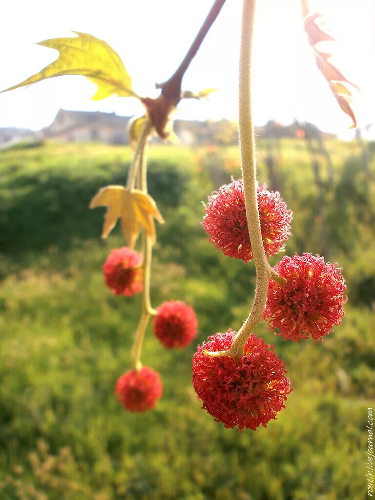 Платан цветет фото Цветение платана - routir - LiveJournal
