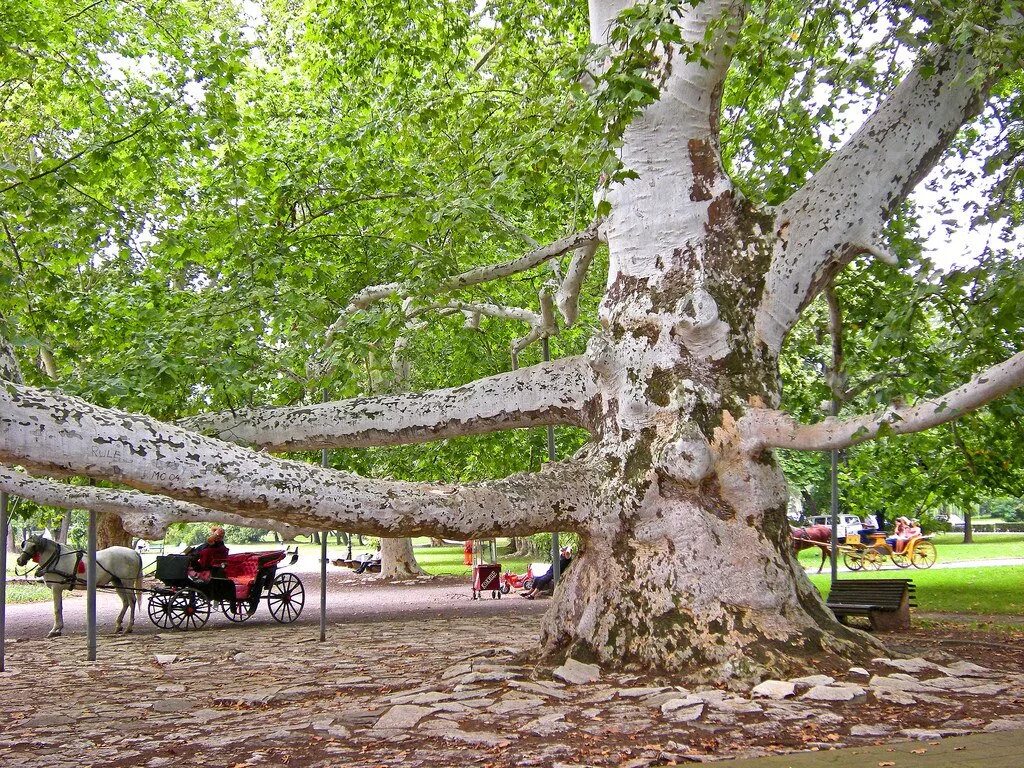 Платан восточный фото Платан восточный (50 семян).