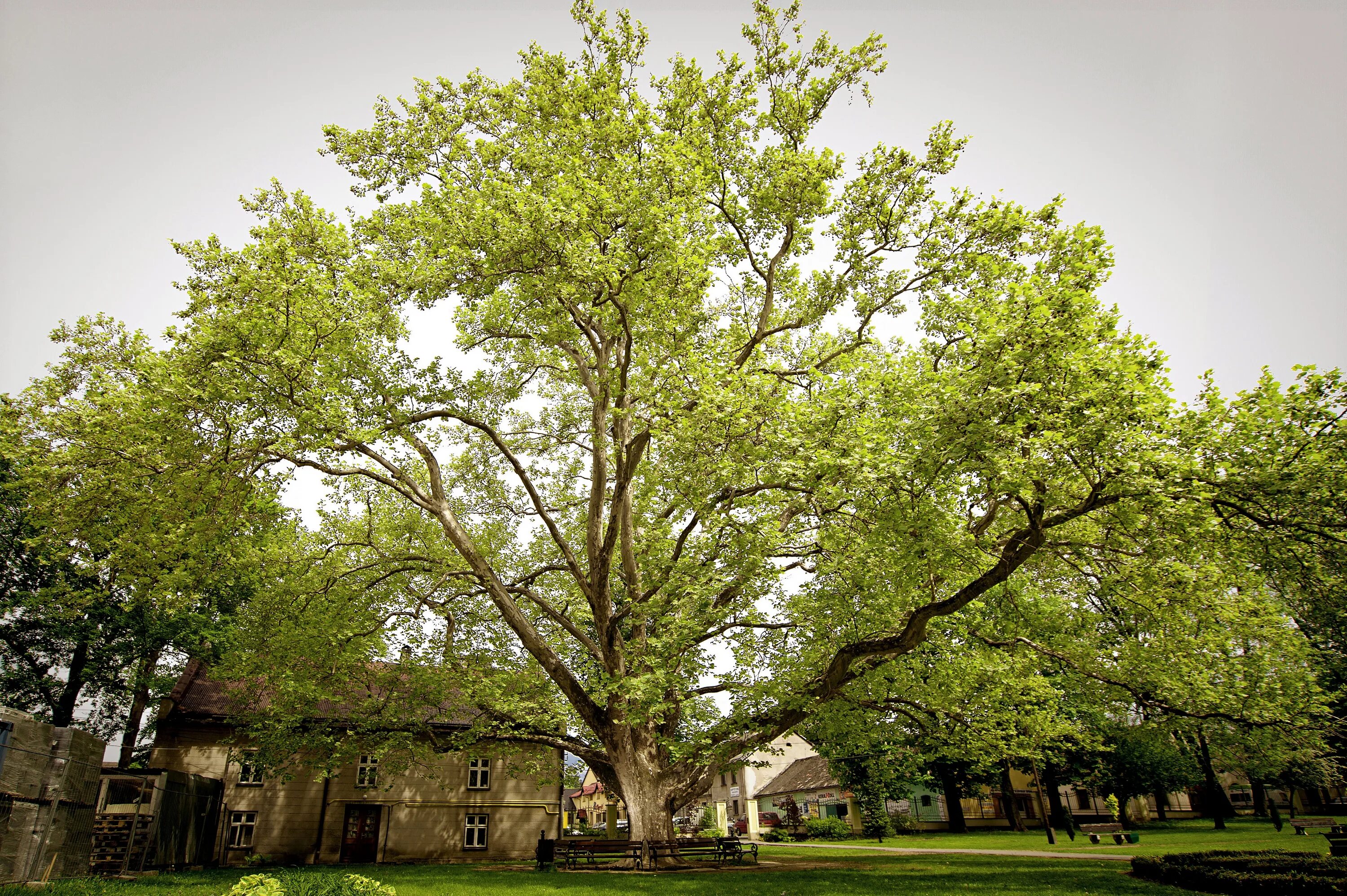 Платан восточный фото File:2013 Plane tree in Kozy PL.jpg - Wikimedia Commons