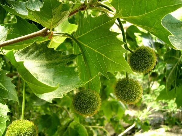 Платан восточный фото Платан восточный, или Чинар, Чинара (Platanus orientalis)