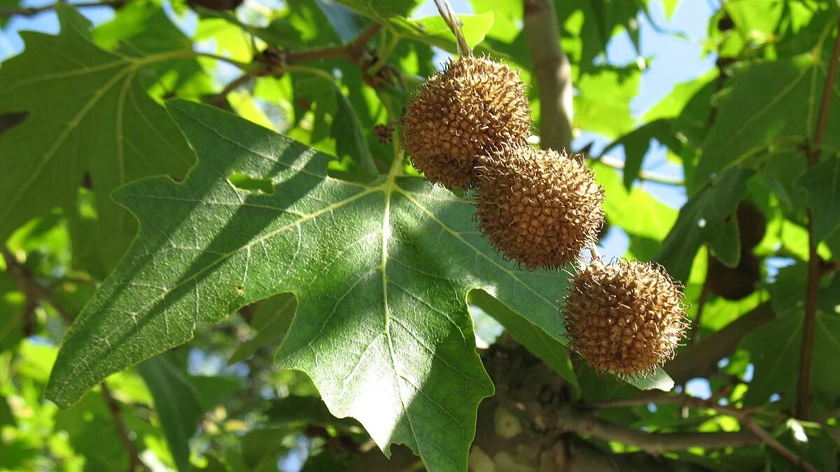 Платан восточный фото Файл:Platanus orientalis - ripe fruit..JPG - Вікіпедія