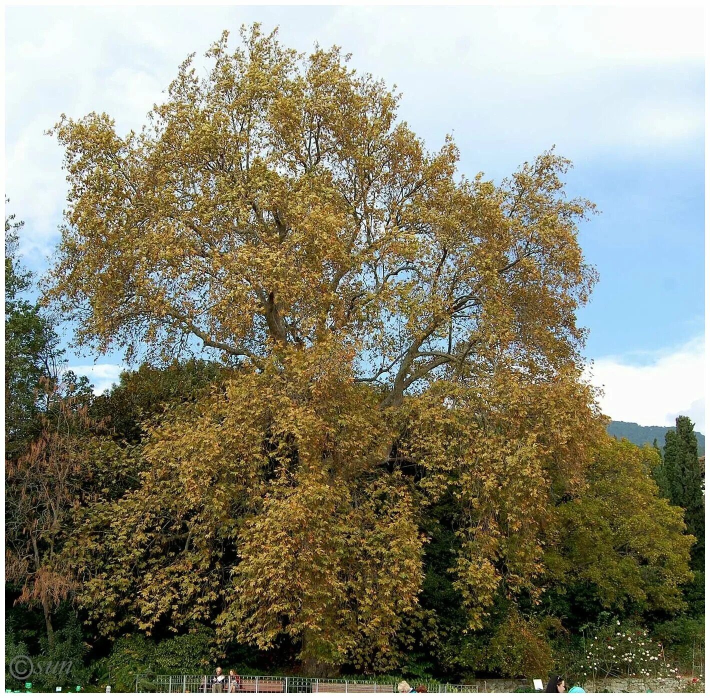 Платан восточный фото Платан восточный (лат. Platanus orientalis) семена 300шт - купить в интернет-маг