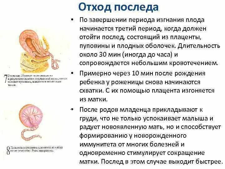 Плацента как выглядит после родов настоящая Картинки ПОСЛЕДОВЫЙ ПЕРИОД РОДОВ
