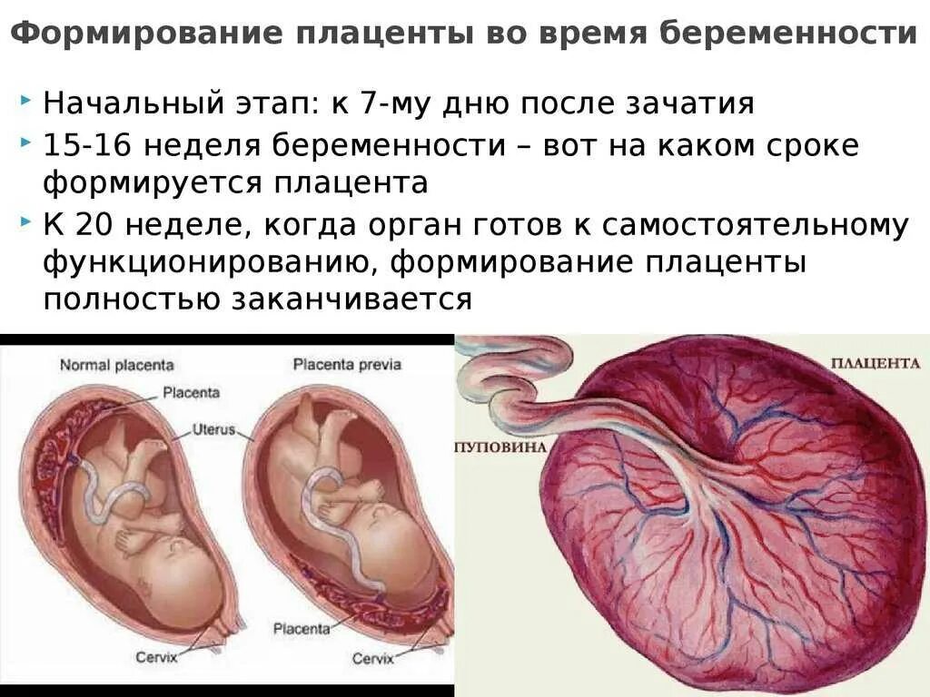 Плацента как выглядит после родов настоящая 32 недели степень зрелости плаценты 2: Вопрос задает - Ляйсан, - вопрос-ответ от
