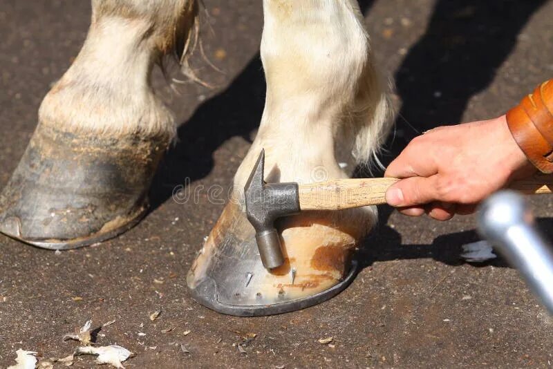 Подкова на копыте лошади фото Farrier with horse hoofs stock image. Image of callous - 22698931