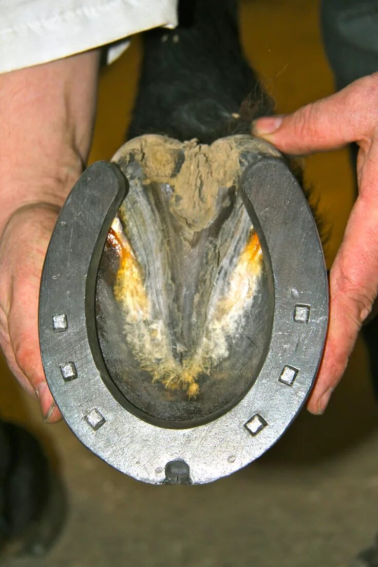 Подкова на копыте лошади фото Handmade Horseshoe Farrier, Horse care, Horse anatomy