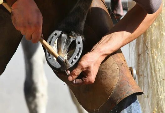 Подкова на копыте лошади фото Horse Farrier Зображення - огляд 3,505 Стокові фото, векторні зображення й відео