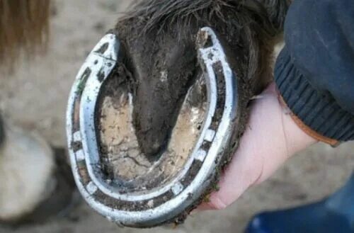 Подкова на копыте лошади фото 1 x VERY LUCKY, REAL, USED, LUCKY HORSESHOE, BEAUTIFUL GIFT eBay