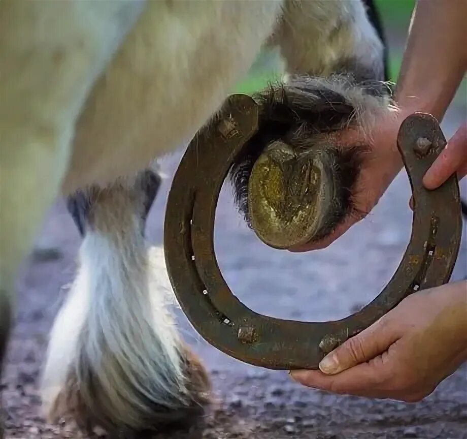 Подкова на лошади фото Pin di Kei Shimada su 馬 博 Andare a cavallo