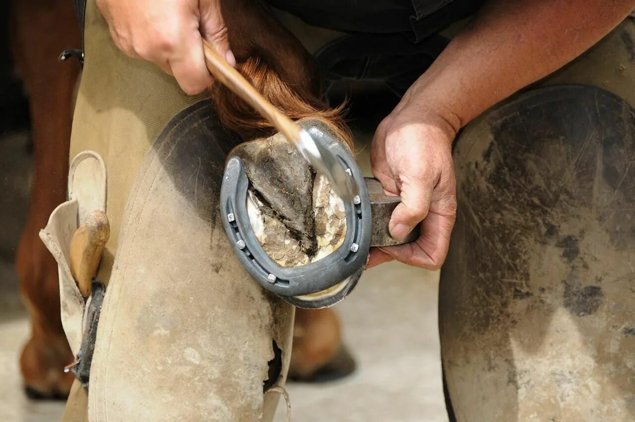 Подкова на лошади фото What Is a Farrier? Farrier, Hoof care, Horse training tips