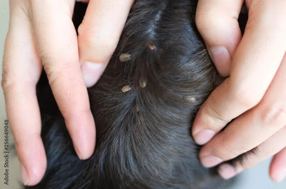 Подкожные клещи фото на теле Closeup hand showing big tick parasite on a dog skin, selective focus фотография