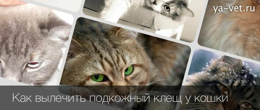 Подкожный клещ у кошек фото и лечение Подкожный клещ у кошек: характерные симптомы и лечение