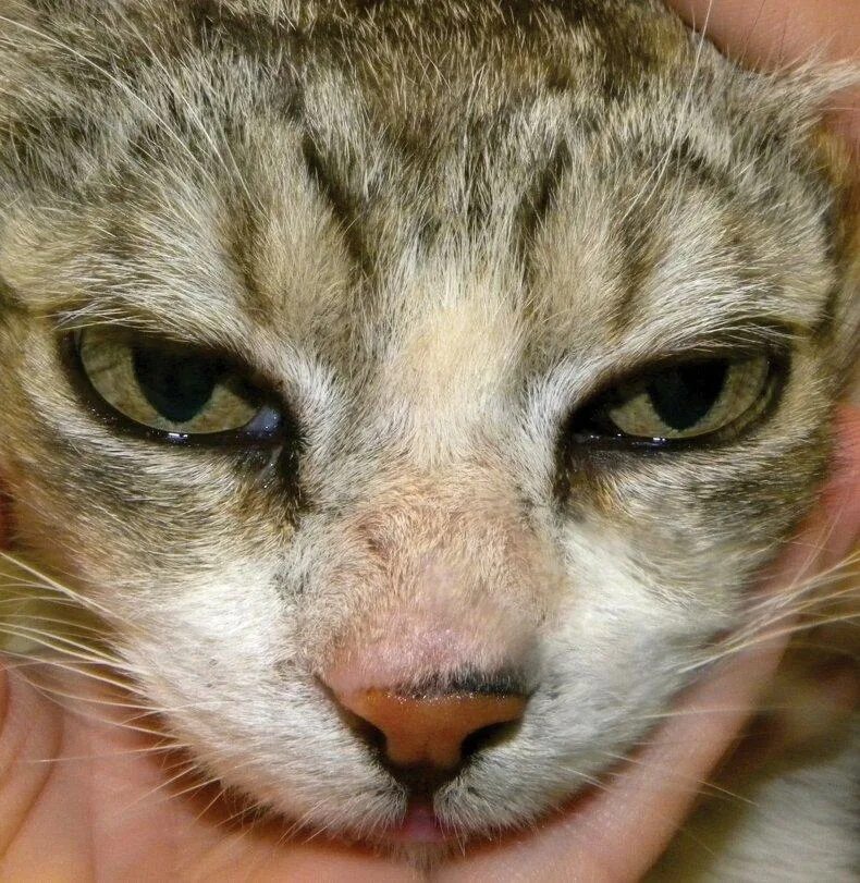 Подкожный клещ у кошек фото признаки Подкожный клещ у кота: лечение заболевания, которое провоцирует облысение и исто